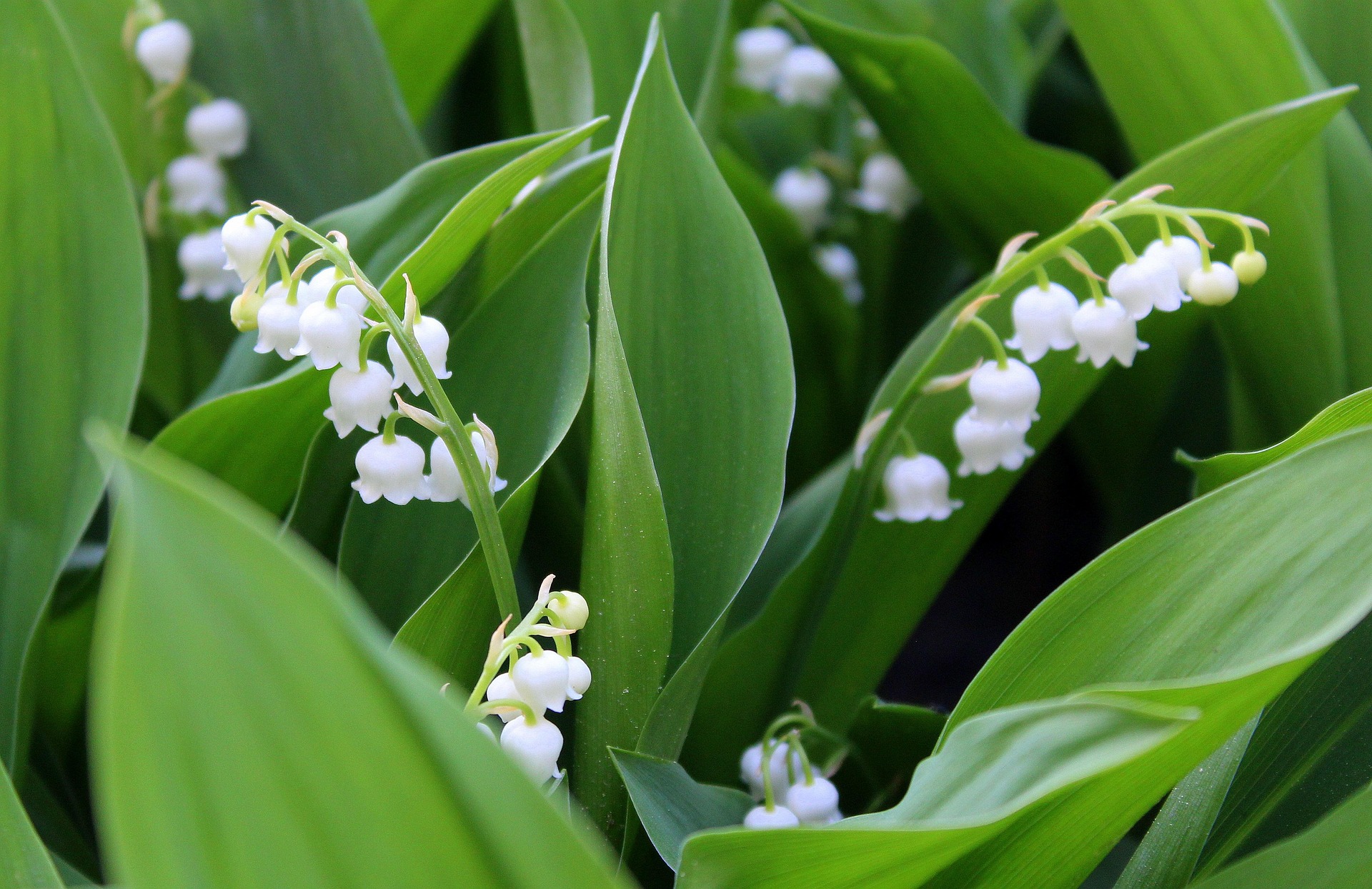 alicja-lilies-of-the-valley-3365266_1920
